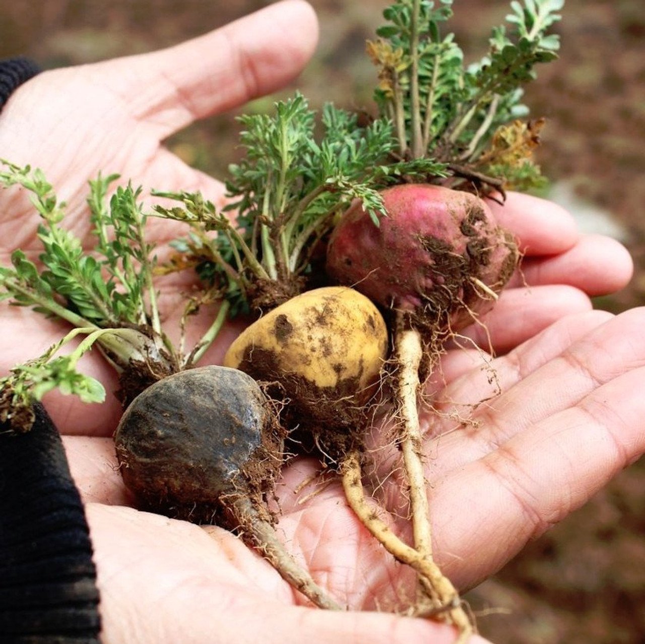 Maca Force Organic Root Supplement with Red, Black, and Yellow Maca by Success Chemistry - 60 Capsules – image 6