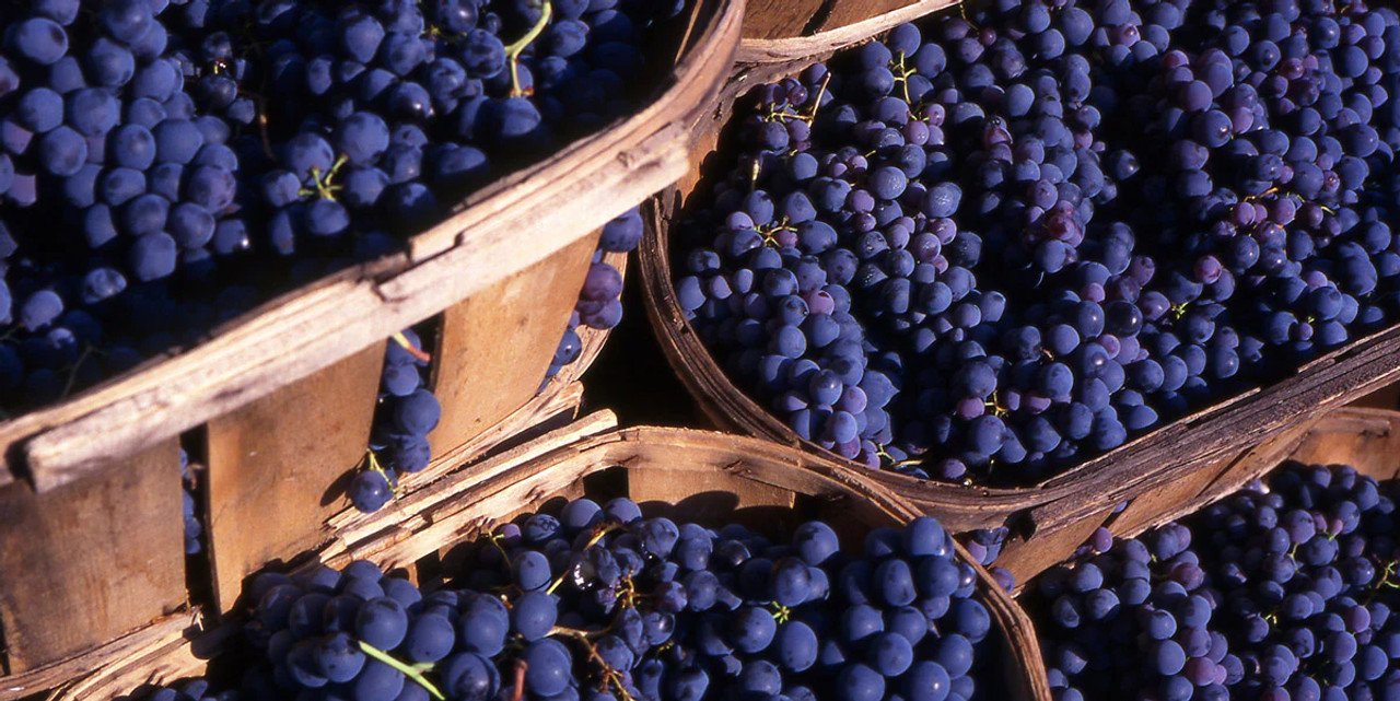 Japanese Resveratrol Supplement - Anti-Aging Formula with Organically Sourced Knotweed & Wine Extract for Youthful Skin & Longevity - 60 Capsules by Success Chemistry – image 3