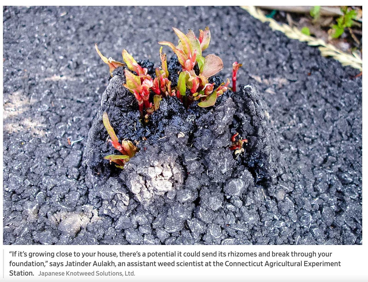 Japanese Resveratrol Supplement - Anti-Aging Formula with Organically Sourced Knotweed & Wine Extract for Youthful Skin & Longevity - 60 Capsules by Success Chemistry – image 5